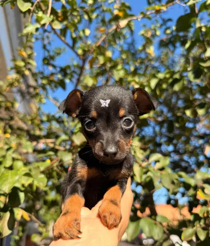 Filhotes Pinscher 0 fêmea e macho