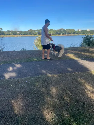 Husky siberiano fêmea