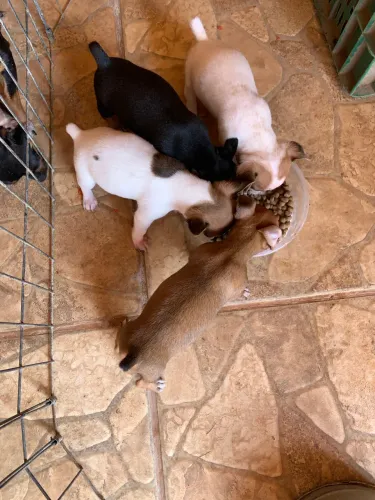 Vende- se filhotes de pinscher número 1