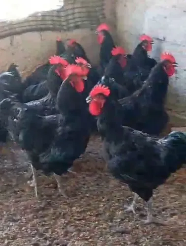 gigante negro de jersey 