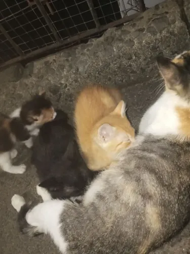 Gatinhos laranja, tricolor e preto