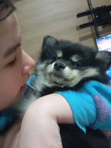Machinho de Spitz Alemão