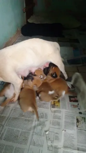 Doação de filhotes de cachorro