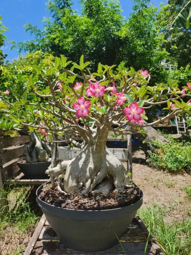 Rosa do Deserto Híbrida 10 anos