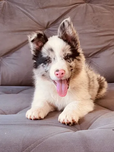border collie