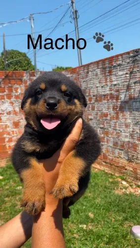 Filhotes de Rottweiler