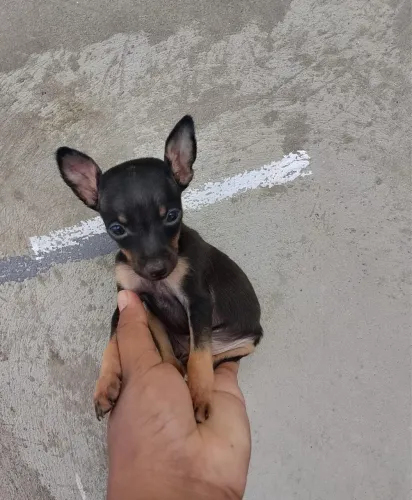 Pinscher zero filhotes lindo e cheio de personalidade