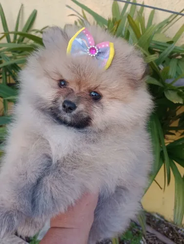 Spitz alemão Anã, fêmea, ursinha em 10x no cartão. Com pedigree.