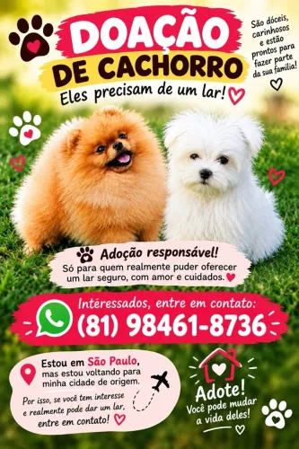 Procura-se uma família amorosa e responsável que possa oferecer muito carinho
