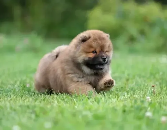 Chow chow filhotes