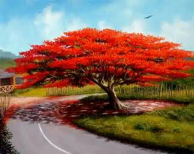 Mudas de flamboyant vermelho 2 metros