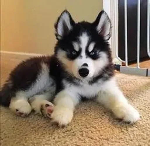 Filhote Husky Siberiano preto e branco