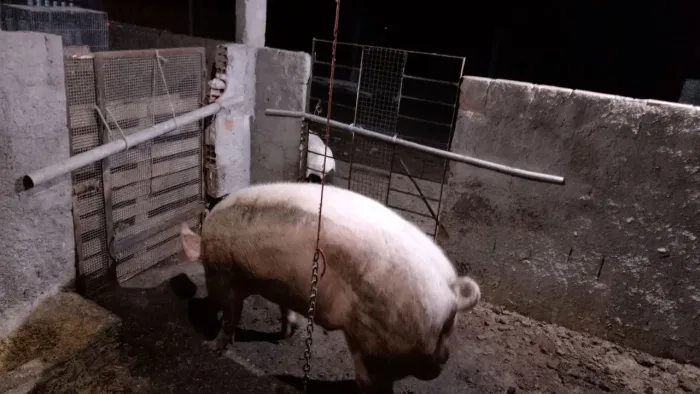 Porco macho barrão F1