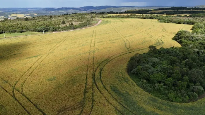 Fazenda 150 alqueires 