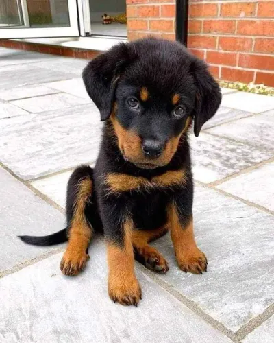 Filhote Rottweiler, O amigo mais fiel que você pode ter está aqui!