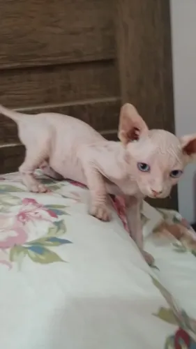 sphynx macho