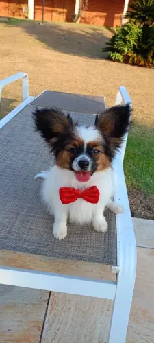 Papillon a venda  uma das raças mais antigas do mundo 