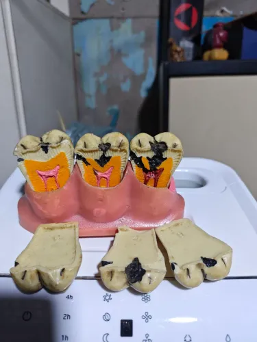 modelo demonstração odonto