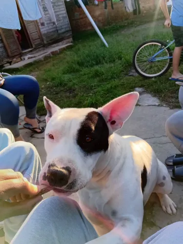 PITBULL TERRIER 