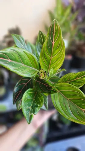Aglaonema Rotuntum Planta