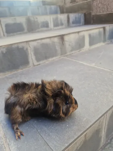 Porquinho da índia abissínio 