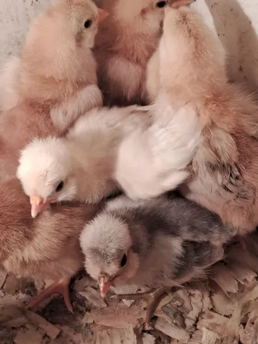 Pintinhos de galinha polonesa
