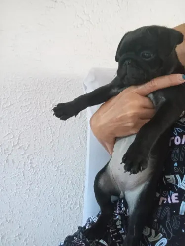 Filhote pug