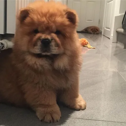 Amor de 4 patas Chow Chow...parcelo
