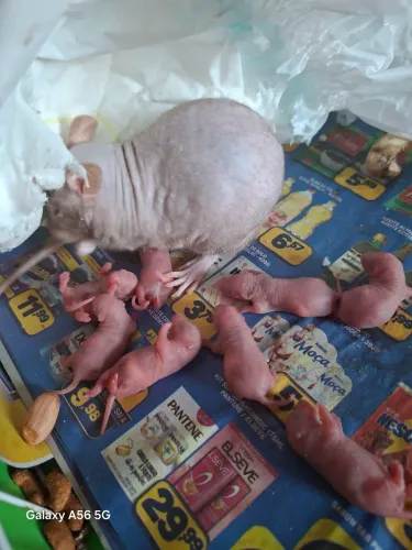 Ratinho filhote hailesse lindos