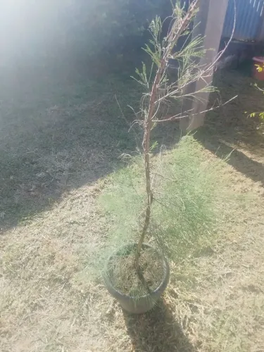 Pé de Pinheiro