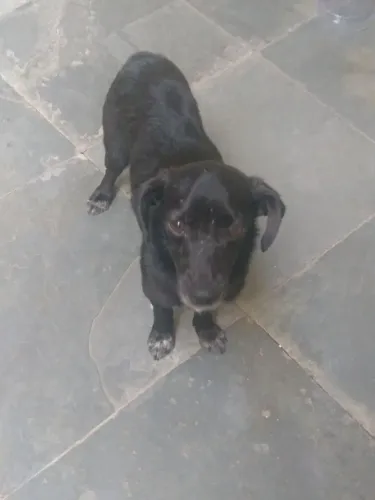 Cachorro pra doação