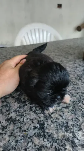Vendo Shitzu