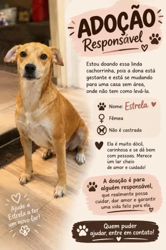 Doação de cachorro