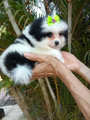 Fêmea ursinho anão spits alemão, lulu da palmerania