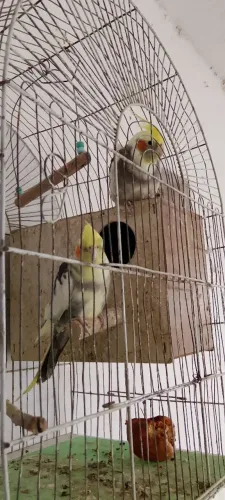 Bebedouro e coelho 