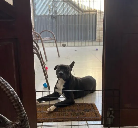 DOAÇÃO DE PITBULL