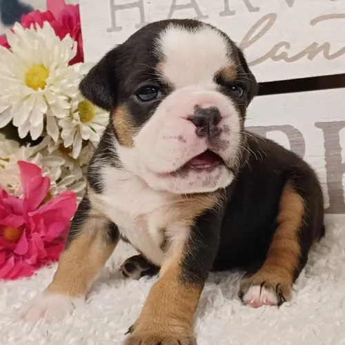 BullDog Inglês: O companheiro perfeito para quem ama um bom chamengo