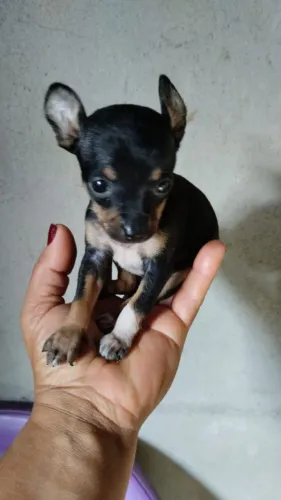 Vendo Pincher fêmea mine