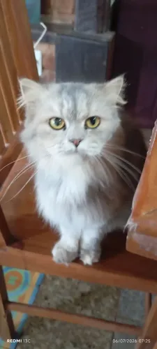 Gata persa