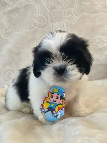 Lindos filhotes de shih tzu mini