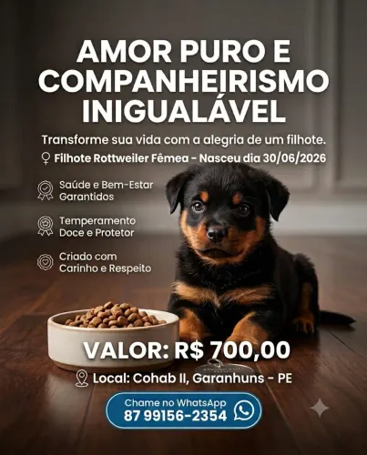 Rottweiler fêmea
