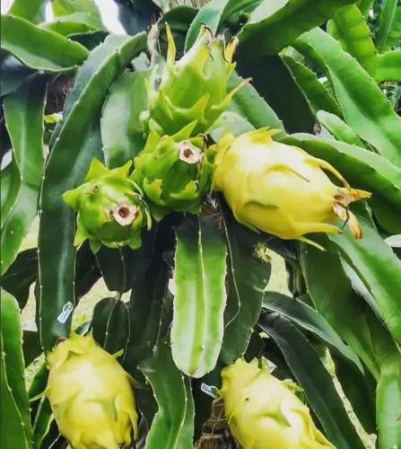 Mudas de pitaya amarela