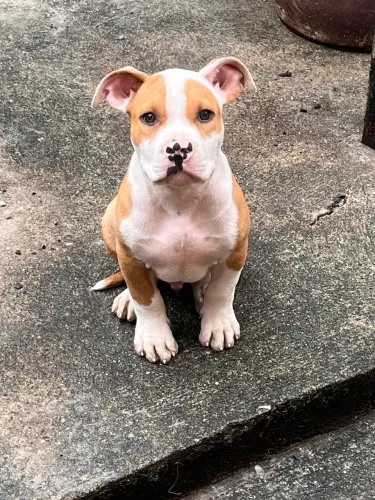 Filhote de Pitbull Macho