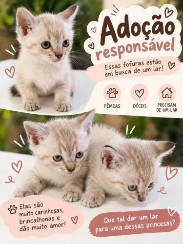 Gatinhas para adoção responsável