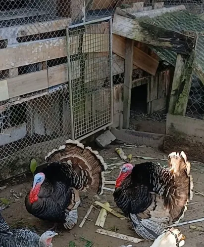 CASAL DE PERU ..
