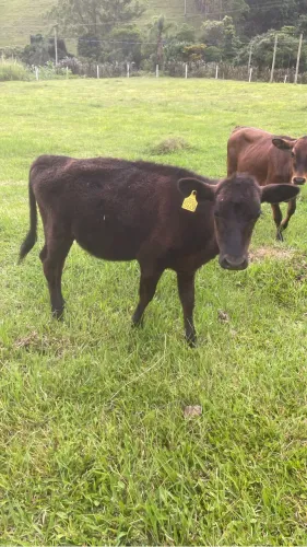 Terneiras charolês e outra Angus 