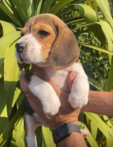 Beagle filhotes prontos para nova família