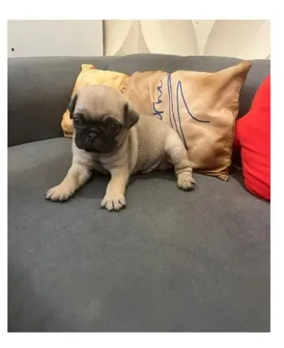 Filhote de PUG Abricot
