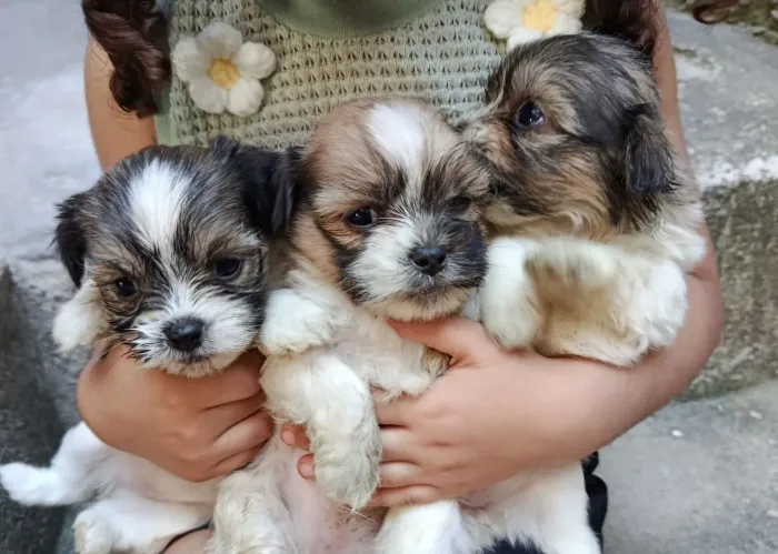 Vendo filhotes puros de Lhasa Apso