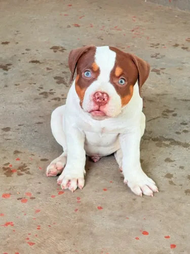 Vendo lindos filhotes 